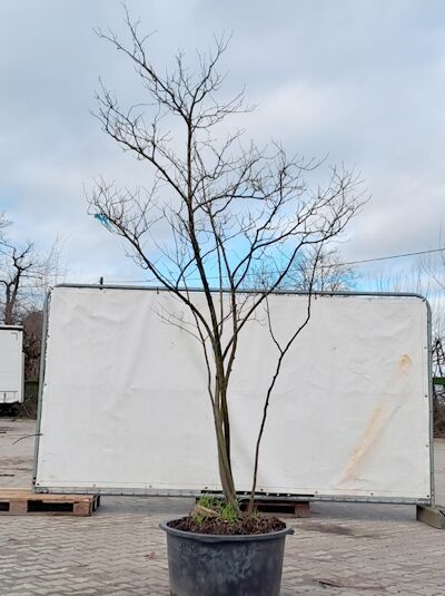 Kupfer-Felsenbirne 200 - 250 cm Schirmform / Amelanchier lamarckii (874948)