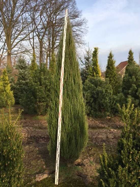 Blauer Raketen-Wacholder - Juniperus scopulorum 'Blue Arrow' - Baumschule  NewGarden