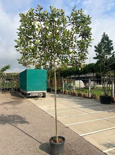 Photinia fraseri / Glanzmispel „Hochstamm-Spalier“ im Container, Stamm 180 cm, Spalierkrone ca. H120 x B150 x T10 cm