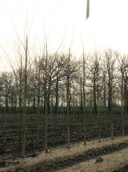 Kalabrischer Ahorn 'Lobelii' (Acer cappadocicum 'Lobelii') Hochstamm 18-20 StU mit Drahtballen, laublos im Feld.