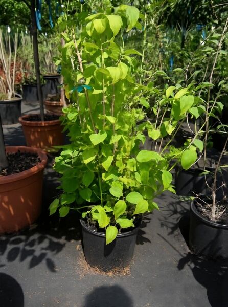 Philadelphus coronarius 'Aureus' – Gelber Europäischer Pfeifenstrauch, gelbgrünes Laub im Topf, 60–80 cm, C10