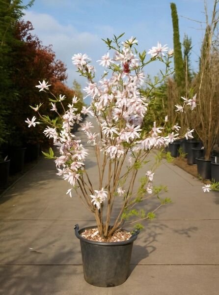 Magnolia loebneri 'Leonard Messel' / Rosa Stern-Magnolie 'Leonard Messel' 125-150 cm C35, mehrstämmig im Topf, rosa Blüten