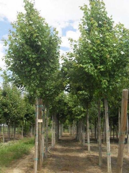 Rot-Ahorn Acer rubrum 'Scanlon' Hochstamm 18-20 StU, mit geradem Stamm und schmaler, aufrechter Krone in Baumschule