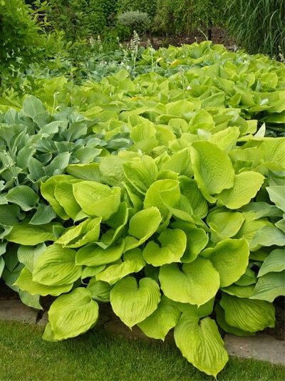 Gelblaubige Funkie 'August Moon' / Hosta sieboldiana 'August Moon'