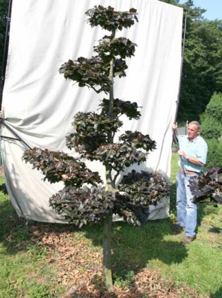 Fagus sylvatica 'Purpurea' H: 280 cm B: 160 cm / Garten-Bonsai (701108)