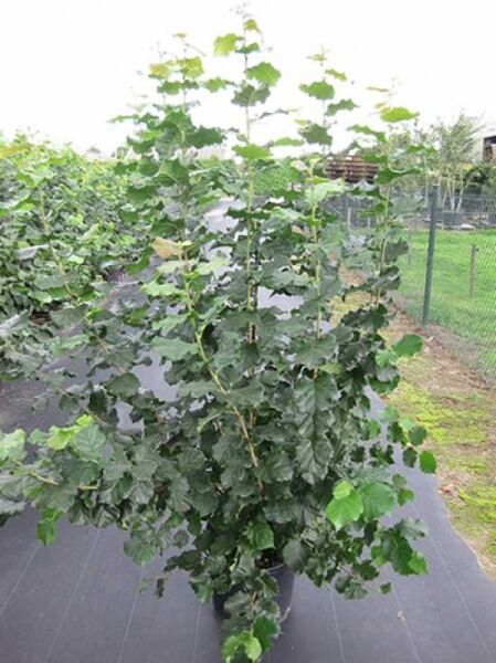 Corylus avellana (Gewöhnliche Hasel) Haselnuss 150–175 cm C20, buschige Pflanze im Container mit grünen Blättern.