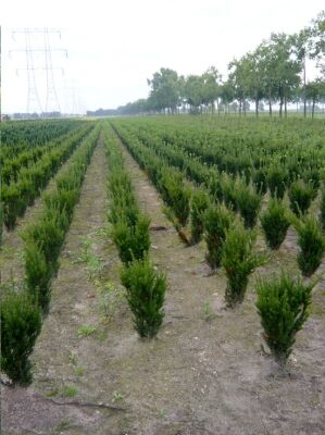 mnnliche Becher-Eibe 'Hillii' - Taxus media 'Hillii' - Baumschule NewGarden