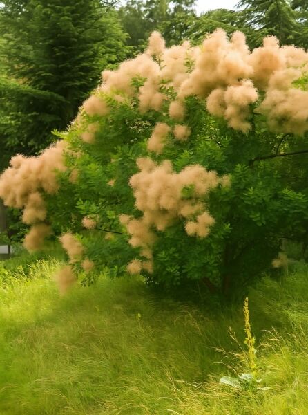 Cotinus coggygria (Gewöhnlicher Perückenstrauch) als Strauch mit grünem Laub und cremefarbenen, perückenartigen Blütenständen.