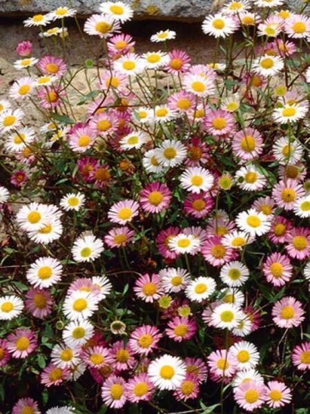Spanisches Gänseblümchen  / Erigeron karvinskianus