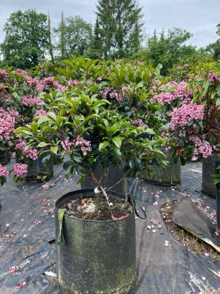 Kalmia latifolia 'Bandeau' (Lorbeerrose/Berglorbeer) Solitär 50–60 cm im Topf, grünes Laub mit rosa Blütenständen