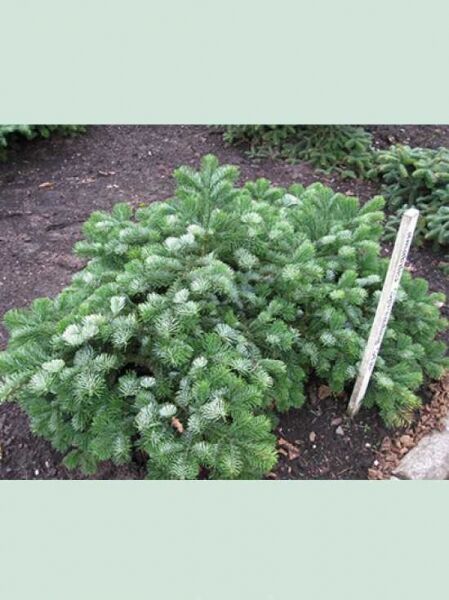 Purpurtanne 'Spreading Star' / Abies amabilis 'Spreading Star'