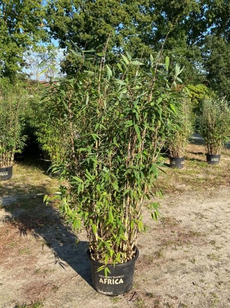 Roter Zebrabambus 'Red Zebra' ® / Roter Zebrabambus 'Red Zebra' ®