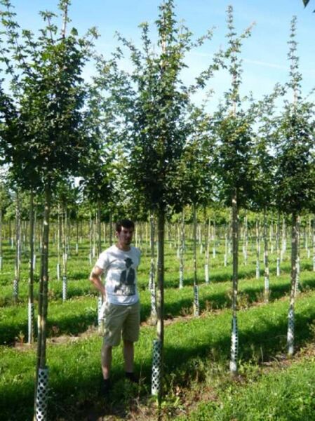 Acer campestre (Feld-Ahorn) Hochstamm 14-16 StU mit Drahtballen, junger Baum mit geradem Stamm und belaubter Krone.