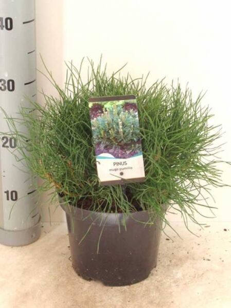 Pinus mugo pumilio / Zwerg-Kiefer 20–30 cm (breit) im C2-Topf, kompakter Nadelstrauch mit dichtem, grünem Wuchs