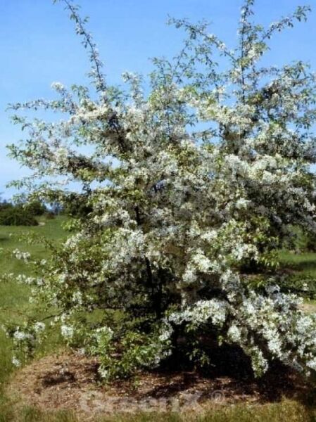 Toringo-Apfel 'Sargent's Elegant' / Malus toringo 'Sargent's Elegant'