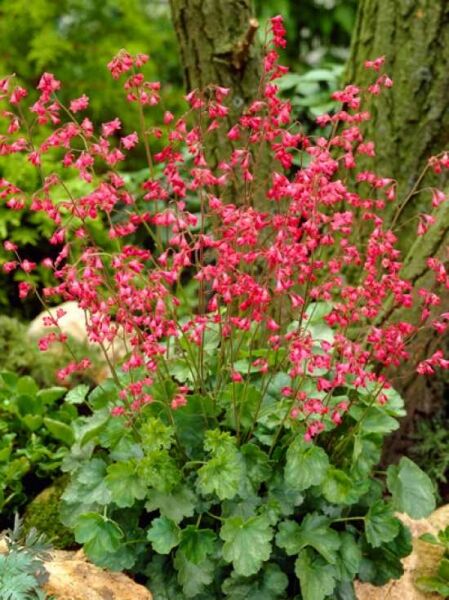 Purpurglöckchen 'Leuchtkäfer' / Heuchera sanguinea 'Leuchtkäfer'