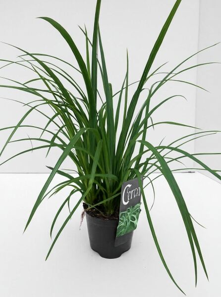 Teppich-Japan-Segge 'Irish Green' (Carex foliosissima) im Topf C1 mit langen, schmalen grünen Blättern.