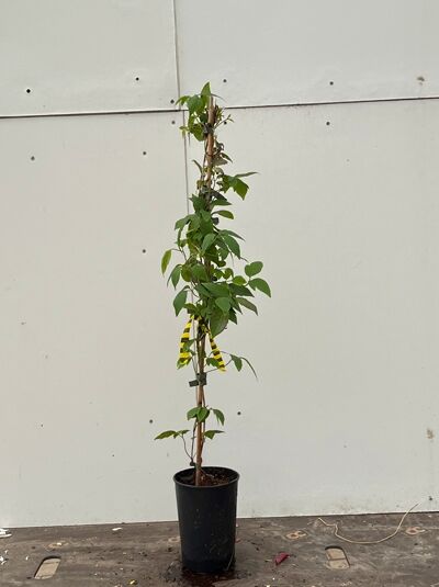 Clematis montana 'New Dawn' (Anemonen-Waldrebe) Kletterpflanze 80-100 cm im C2-Topf mit Rankhilfe