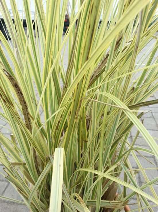 Hohes GartenPampasgras 'Gold Band' kaufen