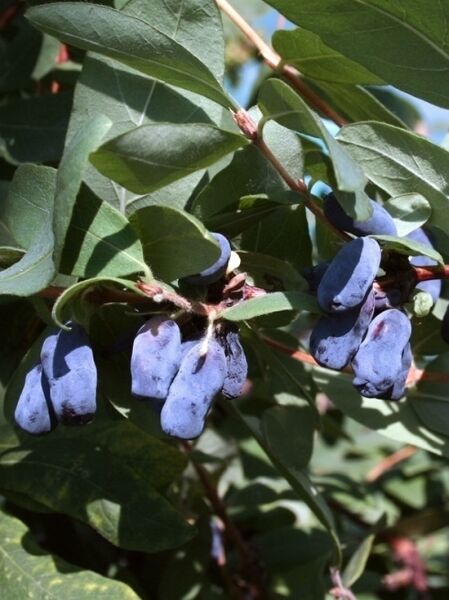 Blaue Heckenkirsche &#039;Wojtek&#039; / Lonicera caerulea &#039;Wojtek&#039;
