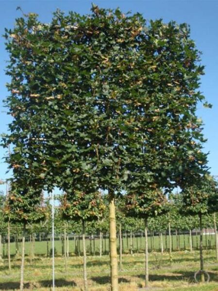 Feld-Ahorn Acer campestre 'Elsrijk', Hochstamm-Spalier mit dichtem, rechteckig erzogenem Kronengerüst und Stamm.