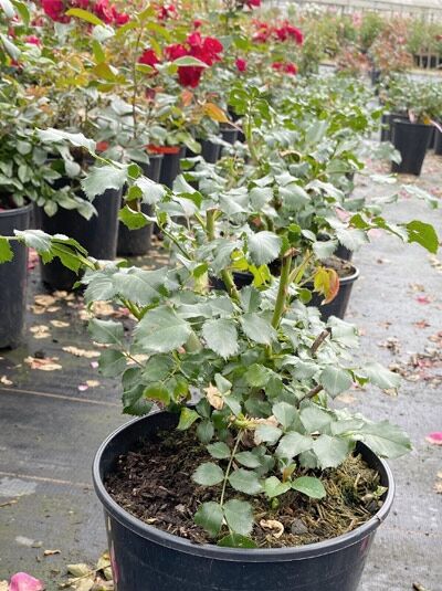 Beetrose Dolomiti (Rosa 'Dolomiti' ®) im C5-Topf, grüner Rosenstrauch mit glänzenden Blättern und frischen Trieben.