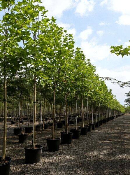 Platanus hispanica / Ahornblättrige Platane Hochstamm 16-18 StU im Container, Reihe von Jungbäumen im Topf auf Baumschule