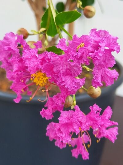 Flieder des Südens / Kreppmyrte ‘Violet d`été’® / Flieder des Südens / Kreppmyrte ‘Violet d`été’®