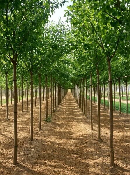 Pyrus communis 'Alexander Lucas' / Birne 'Alexander Lucas' Hochstamm 18-20 StU m. Db., Reihe junger Bäume mit grüner Krone