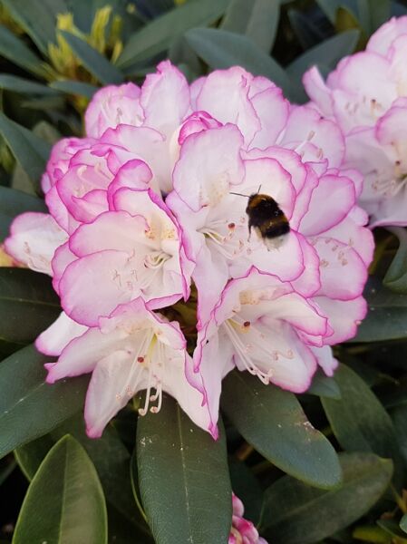 Rhododendron Hybride 'Picotee' / Rhododendron 'Picotee' mit weiß-rosa Blüten, pinkem Rand und dunkelgrünen Blättern