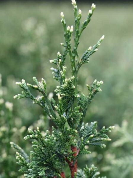 Goldspitzen-Lebensbaum 'Can Can' / Goldspitzen-Lebensbaum 'Can Can'