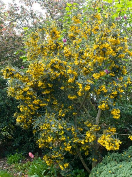 Sophora microphylla 'Sun King'® / Schnurbaum 'Sun King'® als Strauch, mit vielen gelben Blüten und blaugrünem Laub
