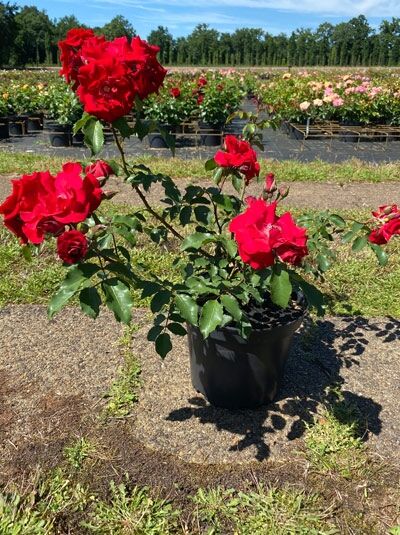 Rosa 'Roter Korsar'® / Strauchrose 'Roter Korsar'® C5, Topfrose mit roten Blüten und grünem Laub