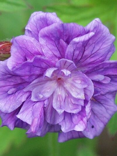 Gefüllter Himalaya-Storchschnabel 'Birch Double (Plenum)' - Geranium himalayense 'Birch Double (Plenum)'