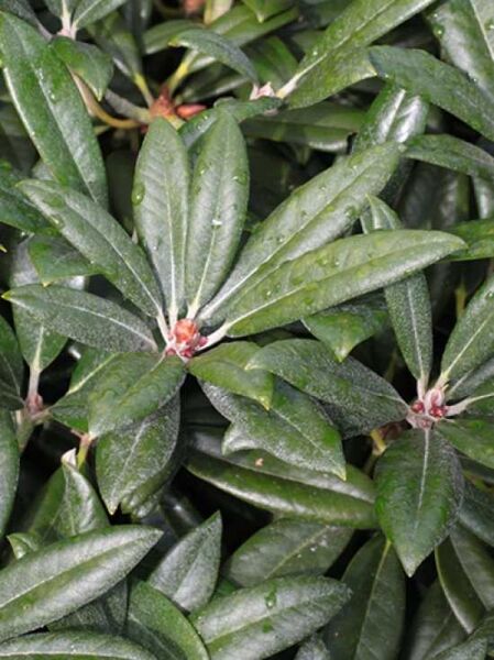 Rhododendron yakushimanum 'Oberschlesien' / Rhododendron 'Oberschlesien'