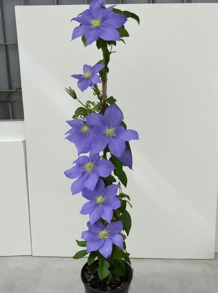 Clematis 'Fujimusume' (Waldrebe) 80–100 cm C2, Kletterpflanze im Topf mit violettblauen Blüten und grünen Blättern