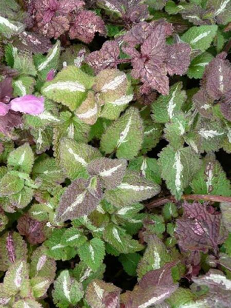 Taubnessel 'Roseum' / Taubnessel 'Roseum'