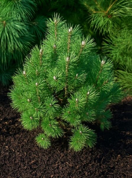 Pinus mugo 'Columbo' / Kegel-Bergkiefer 'Columbo', kompakter Nadelstrauch mit dichten, grünen Nadeln und frischen Triebspitzen.