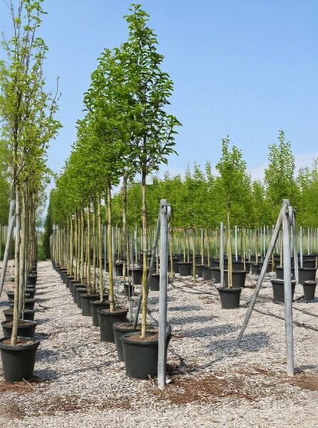 Magnolia soulangiana 'Heaven Scent' / Tulpen-Magnolie 'Heaven Scent' Hochstamm im Container, 14–16 StU, Baum mit grünen Blättern