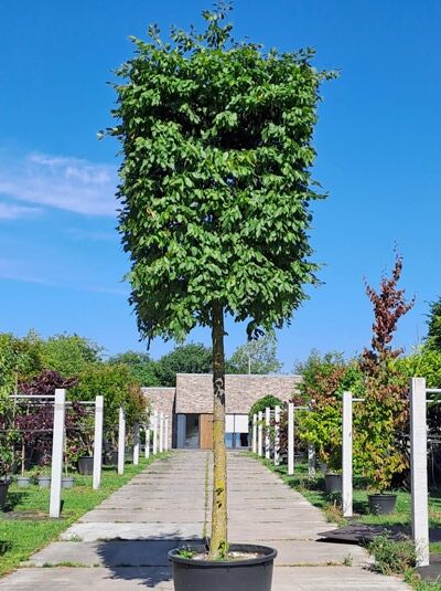 Hainbuche H:130 B:100 T:100 cm (210 cm Stamm) - Carpinus betulus 'Kubus' (719765)