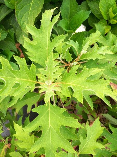 Hydrangea quercifolia 'Ice Crystal' ® / Eichenblatt-Hortensie 'Ice Crystal' mit tief gelappten, grünen Blättern in Nahaufnahme