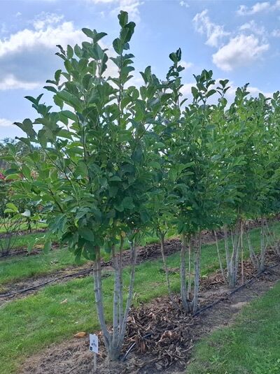Große Stern-Magnolie 'Merrill' / Magnolia loebneri 'Merrill'