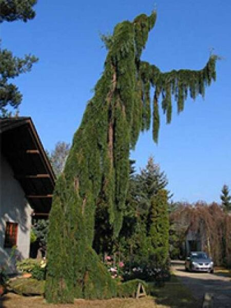 Sequoiadendron giganteum 'Pendulum' / Überhängender Mammutbaum