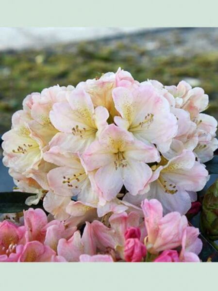 Rhododendron 'Sabrina' / Rhododendron wardii 'Sabrina'