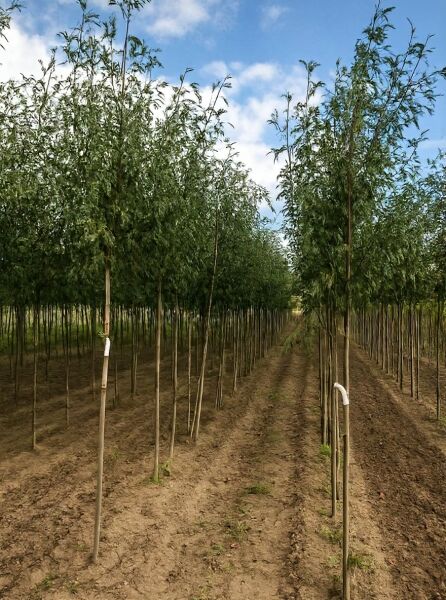Schlitzblättrige Grau-Erle (Alnus incana 'Laciniata') Hochstamm 12-14 StU mit Drahtballen in Baumschulreihe