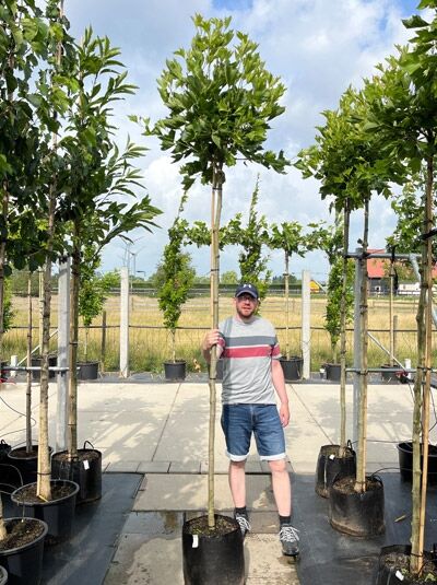 Platanus acerifolia 'Alphen's Globe' / Kugel-Platane 'Alphen's Globe', Hochstamm im Container mit runder Krone, ca. 225 cm