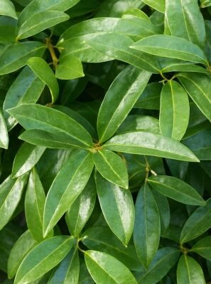 Zwerg-Kirschlorbeer 'Mount Vernon' - Prunus laurocerasus 'Mount Vernon'