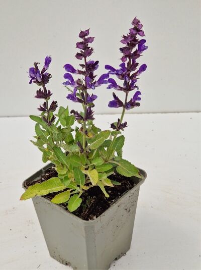 Salvia nemorosa 'Blue Marvel' / Steppen-Salbei 'Blue Marvel' P11 im Topf mit violetten Blütenähren und grünen Blättern