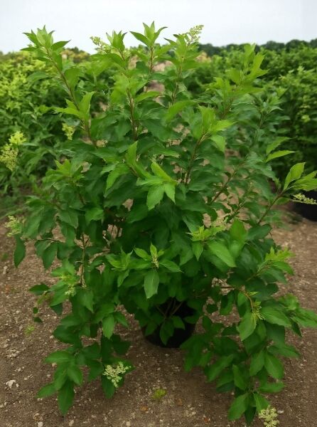 Rispen-Hortensie 'Kyushu' (Hydrangea paniculata 'Kyushu') 100-125 cm C20, buschiger Strauch mit grünem Laub und weißen Knospenrispen.