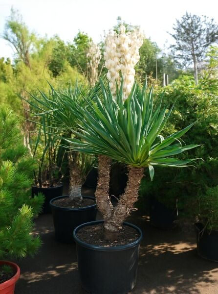 Yucca gloriosa (Kerzen-Palmlilie/Spanischer Dolch) 110-120 cm C70 im Topf, mit rosettenförmigen Blättern und weißen Blütenrispen